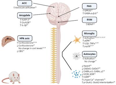 Stress-induced changes in nociceptive responding post-surgery in preclinical rodent models